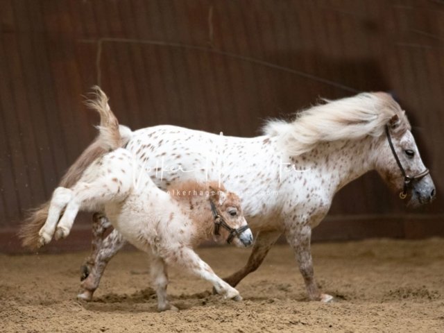 Stuteneintragung Immenhof 5
