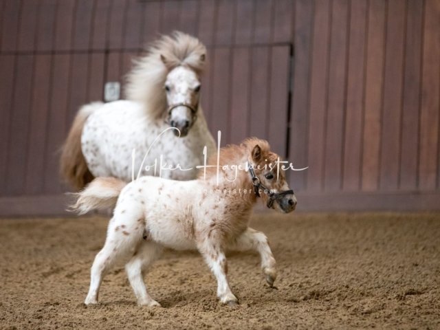 Stuteneintragung Immenhof 6