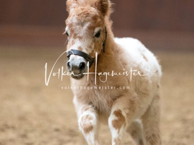 Stuteneintragung Immenhof 8