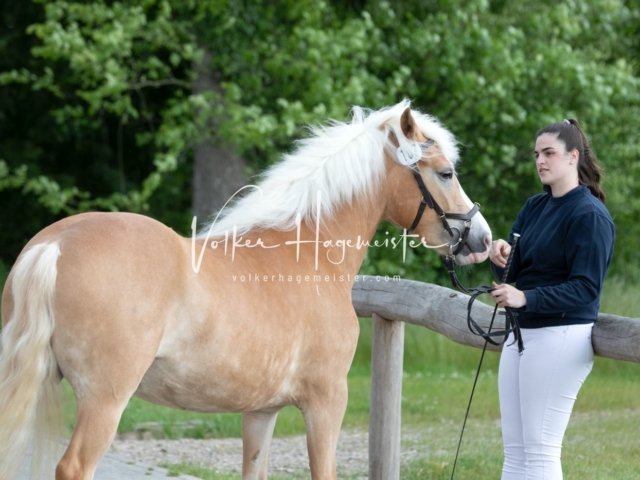 Stuteneintragung Immenhof 10