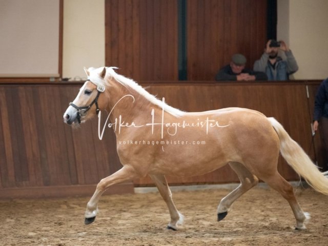 Stuteneintragung Immenhof 11