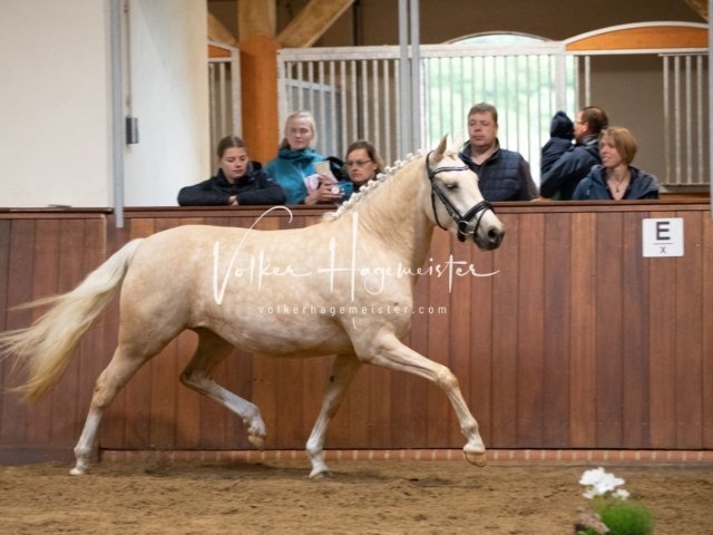 Stuteneintragung Immenhof 12