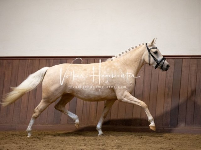 Stuteneintragung Immenhof 13