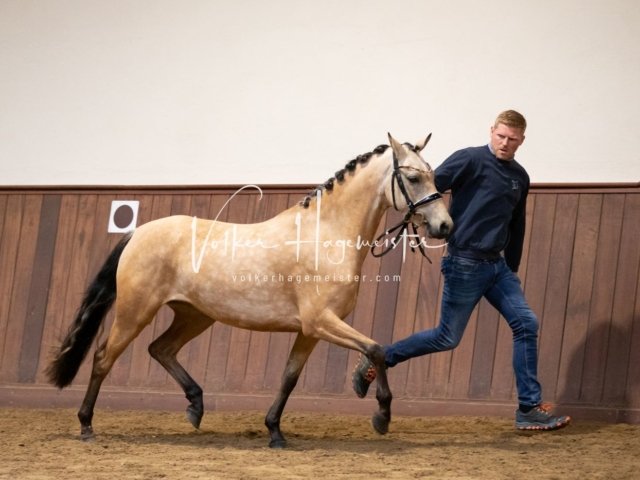 Stuteneintragung Immenhof 15