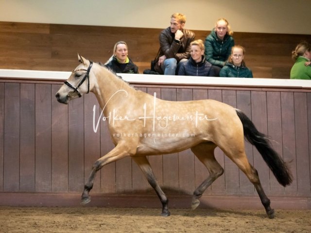 Stuteneintragung Immenhof 16