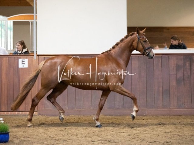 Stuteneintragung Immenhof 17