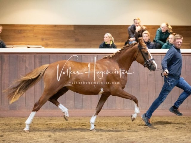 Stuteneintragung Immenhof 18