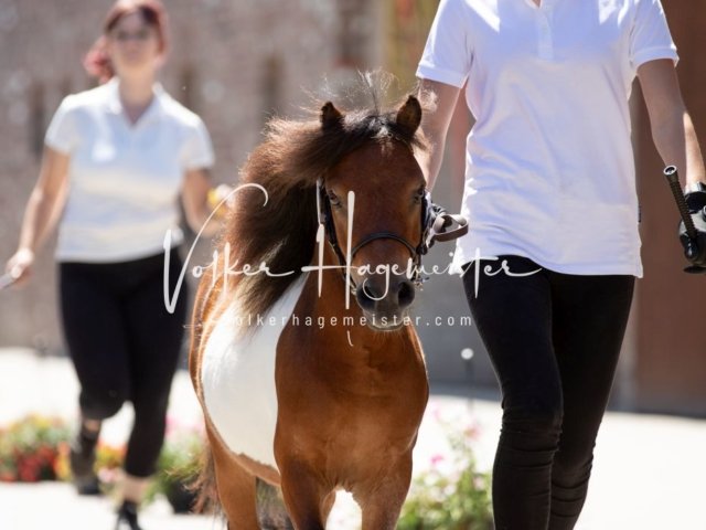 Grevenbroich ZfdP Körung 9