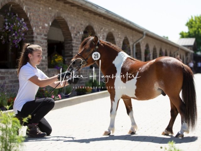 Grevenbroich ZfdP Körung 10