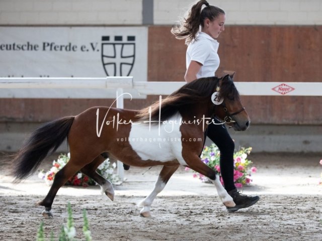 Grevenbroich ZfdP Körung 12