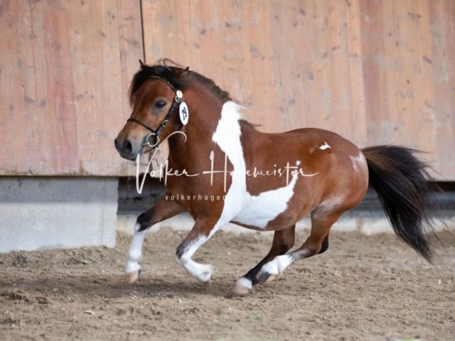 Grevenbroich ZfdP Körung 13