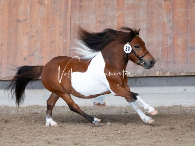 Grevenbroich ZfdP Körung 14