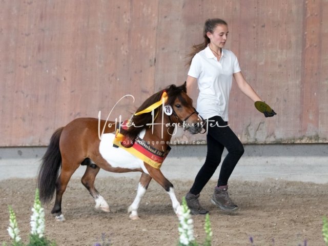 Grevenbroich ZfdP Körung 15