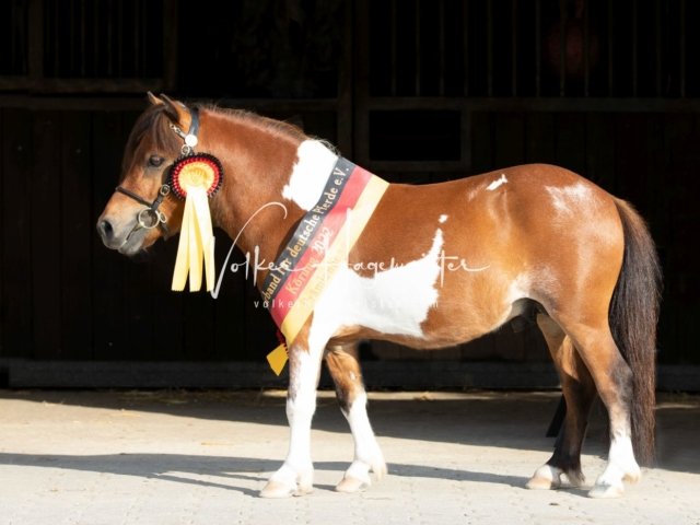 Grevenbroich ZfdP Körung 16