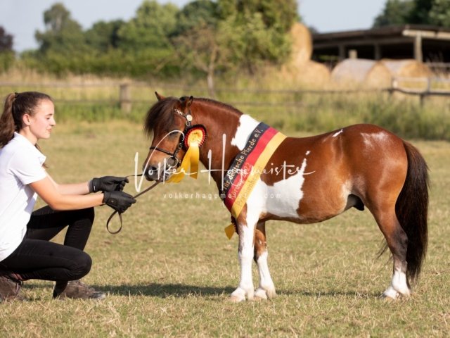 Grevenbroich ZfdP Körung 17