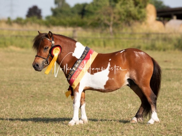 Grevenbroich ZfdP Körung 18