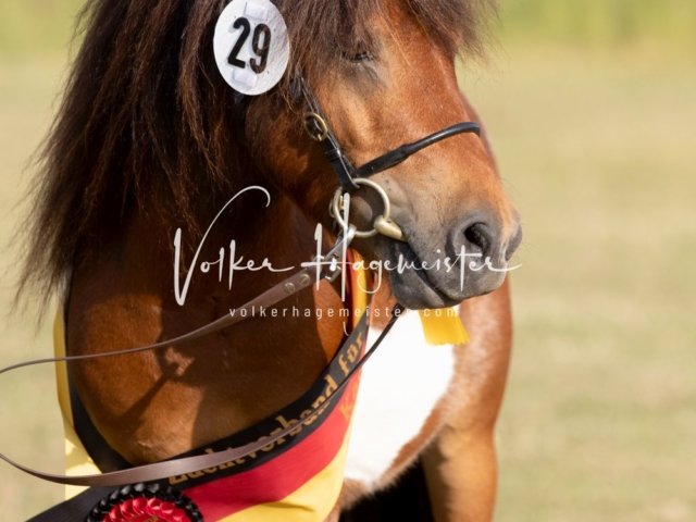 Grevenbroich ZfdP Körung 19