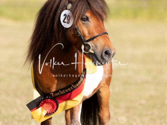 Grevenbroich ZfdP Körung 20