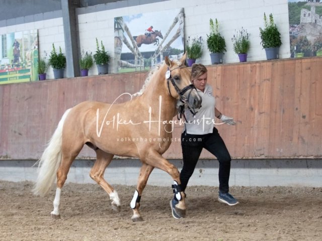Grevenbroich ZfdP Körung 21