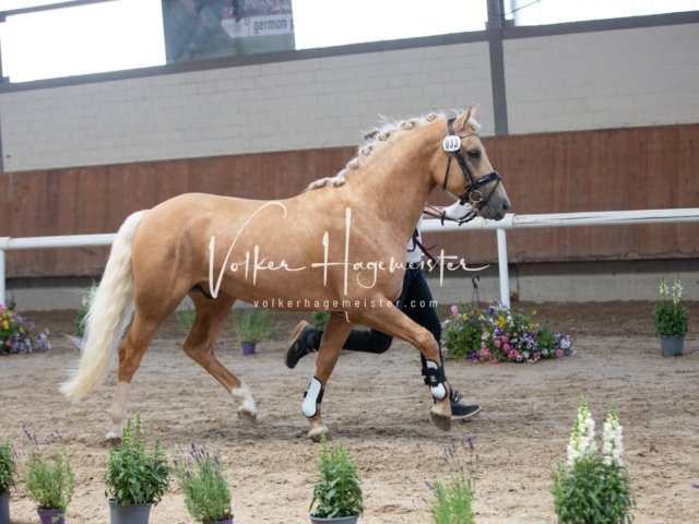 Grevenbroich ZfdP Körung 22