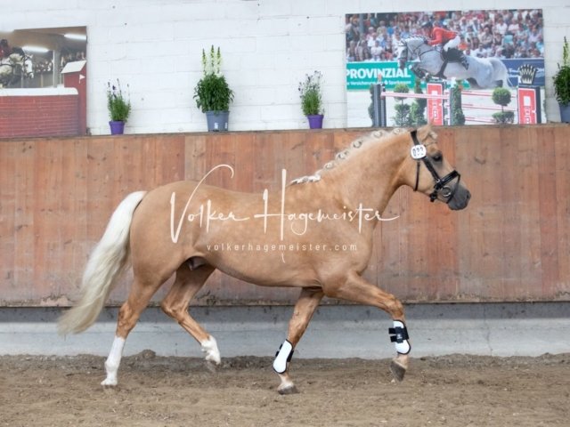 Grevenbroich ZfdP Körung 23