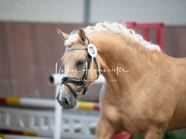 Grevenbroich ZfdP Körung 24