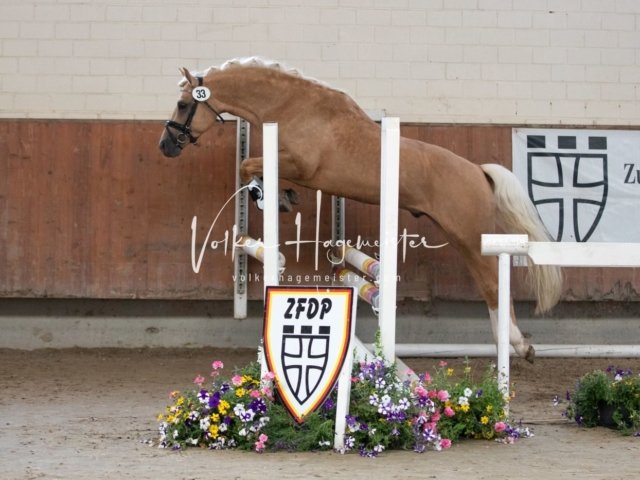 Grevenbroich ZfdP Körung 25