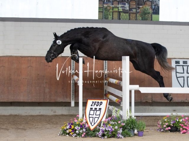 Grevenbroich ZfdP Körung 26