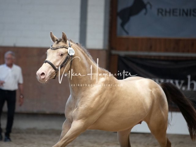 Grevenbroich ZfdP Körung 27