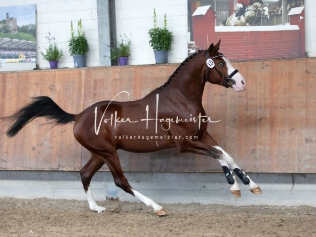 Grevenbroich ZfdP Körung 28