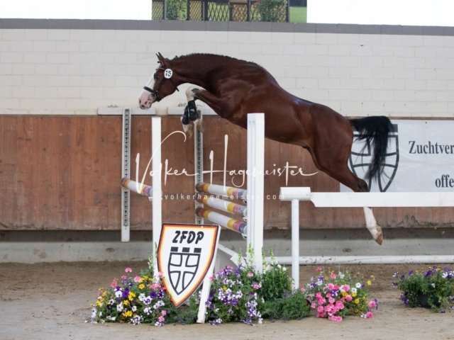 Grevenbroich ZfdP Körung 29