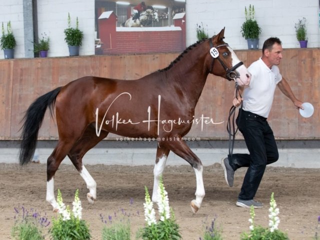 Grevenbroich ZfdP Körung 30