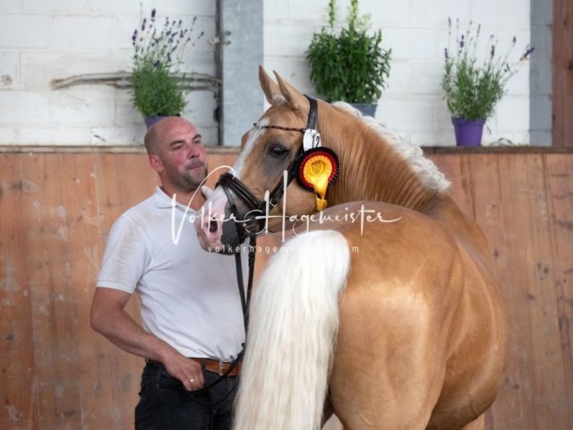 Grevenbroich ZfdP Körung 1