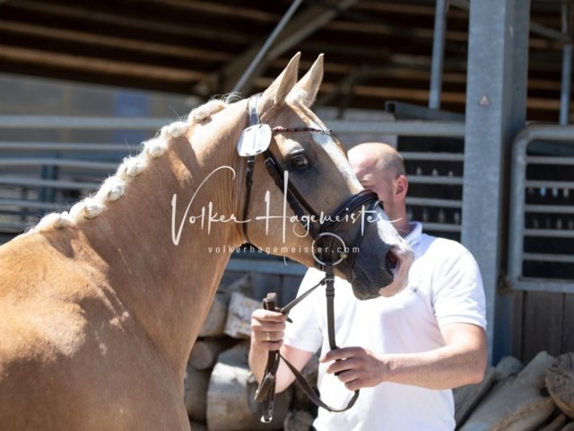 Grevenbroich ZfdP Körung 2