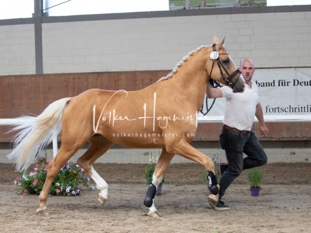 Grevenbroich ZfdP Körung 3