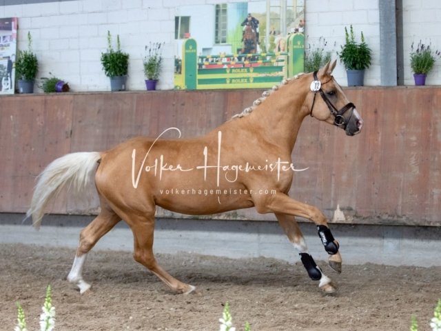 Grevenbroich ZfdP Körung 4