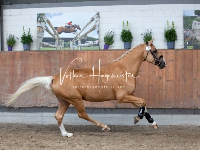 Grevenbroich ZfdP Körung 5