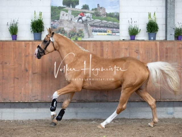 Grevenbroich ZfdP Körung 7