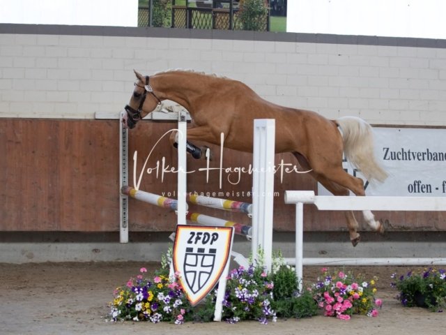 Grevenbroich ZfdP Körung 8