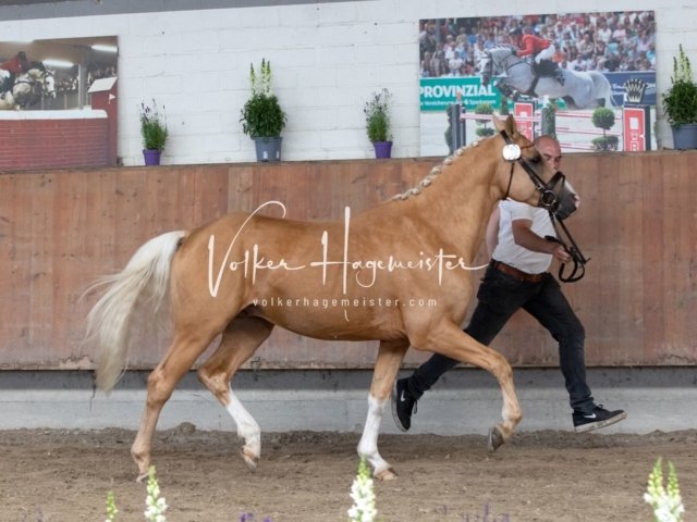 Grevenbroich ZfdP Körung 9