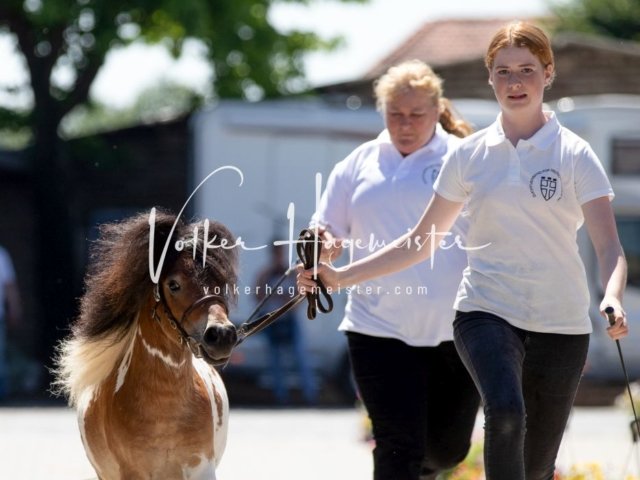 Grevenbroich ZfdP Körung 10