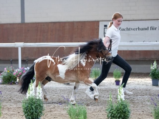 Grevenbroich ZfdP Körung 11