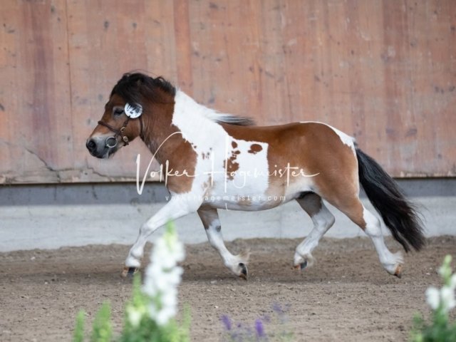 Grevenbroich ZfdP Körung 12