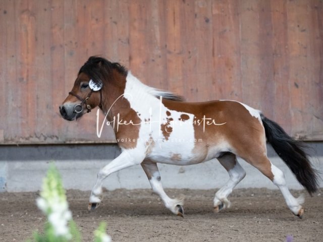 Grevenbroich ZfdP Körung 13