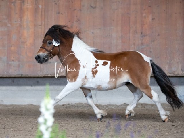 Grevenbroich ZfdP Körung 14