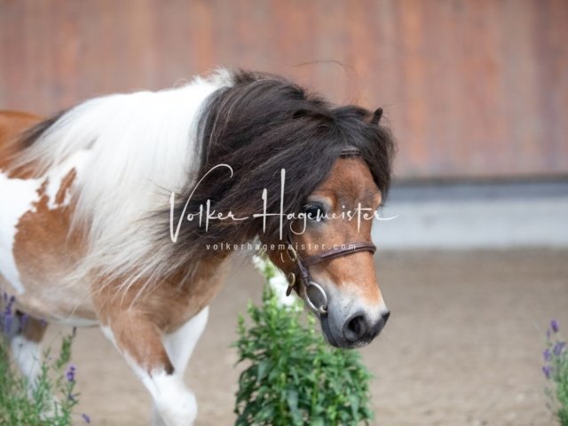 Grevenbroich ZfdP Körung 15