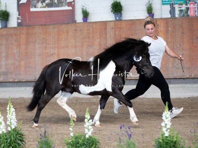 Grevenbroich ZfdP Körung 16