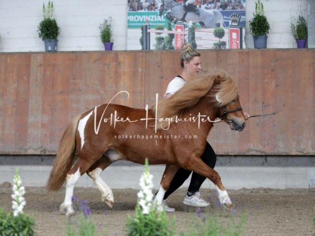 Grevenbroich ZfdP Körung 17