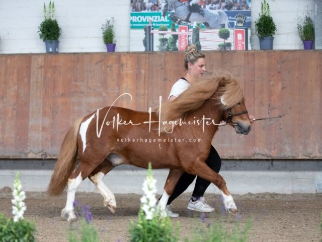 Grevenbroich ZfdP Körung 18