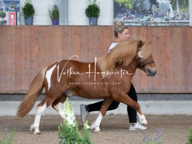 Grevenbroich ZfdP Körung 19